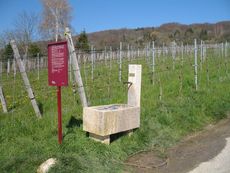 Weil am Rhein Weiler Weinweg 014.jpg